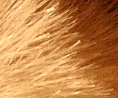 Canon EOS 1000D: solidní základ