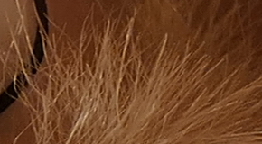 Panasonic Lumix FZ1000: legenda je zpátky