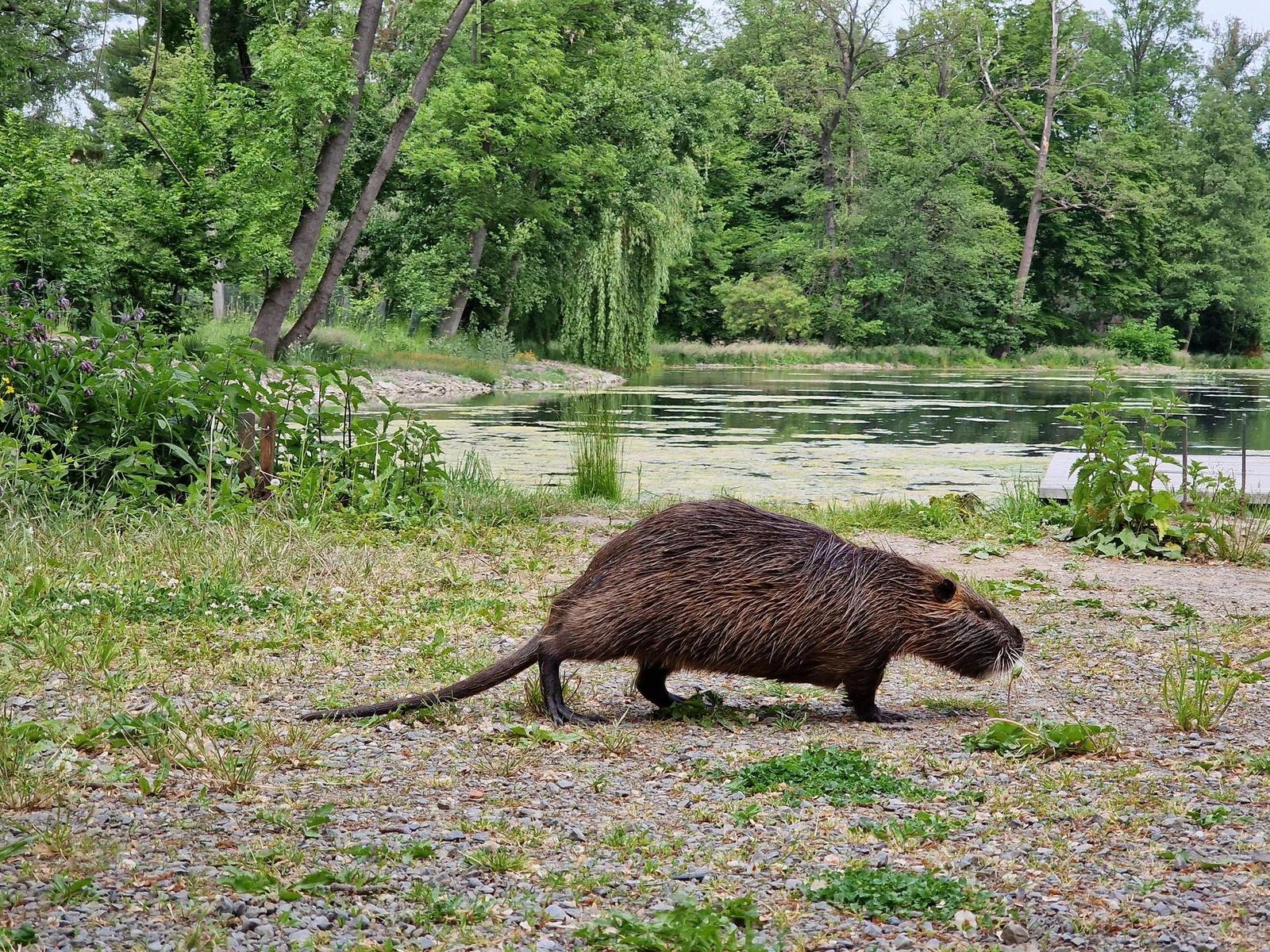Samsung Galaxy S22 Ultra: pětioký fotografický král?