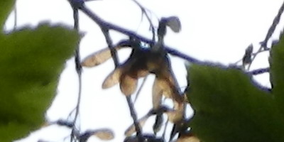 Nikon Coolpix S9100: rudý bojovník