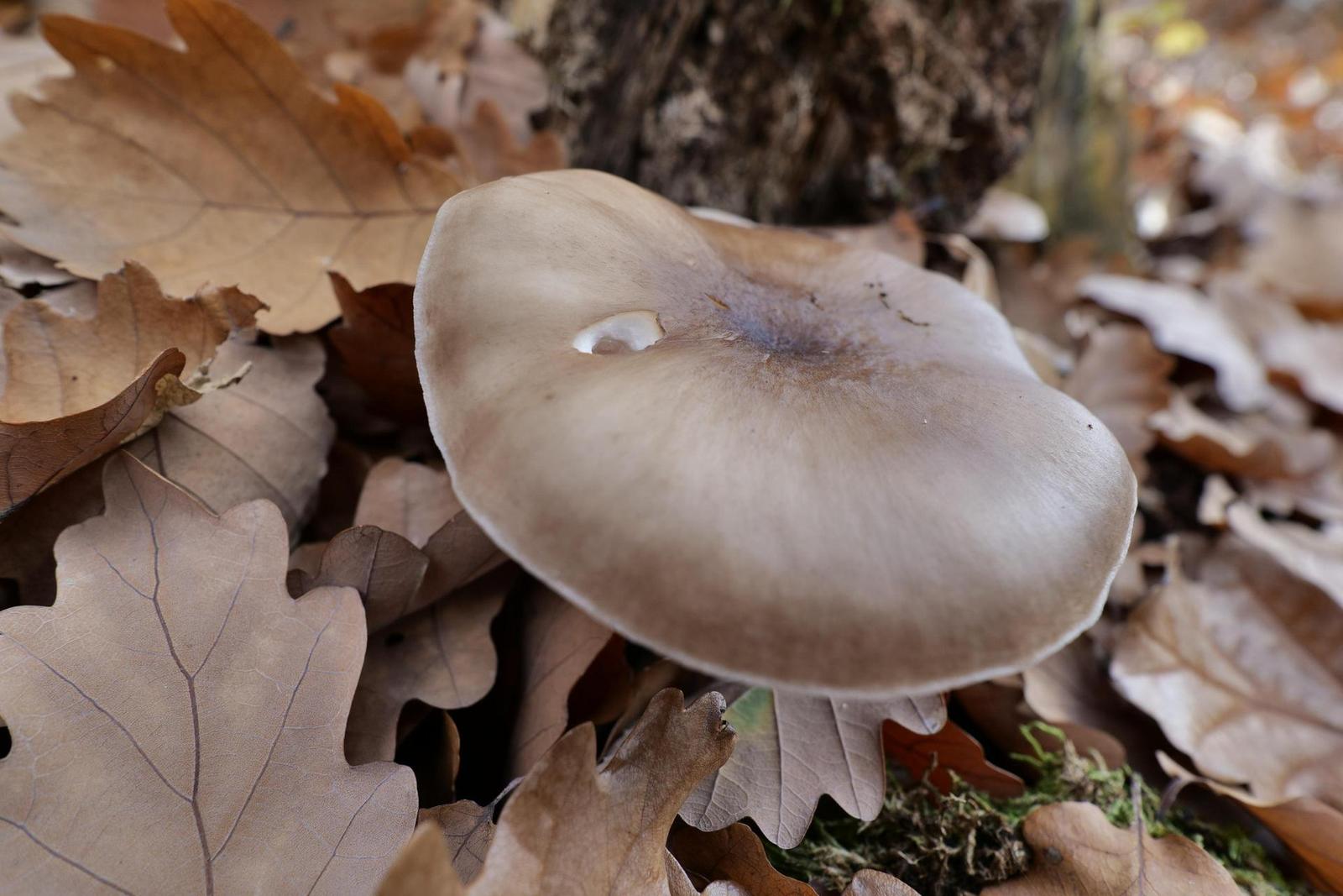 Panasonic Lumix S 18mm F1.8