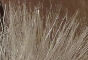 Canon PowerShot G15: lépe už to (asi) nepůjde