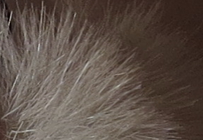 Canon PowerShot SX50 HS: překvapivá kombinace