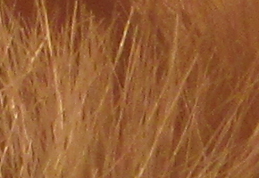 Canon PowerShot SX500 IS: fotící stroj času