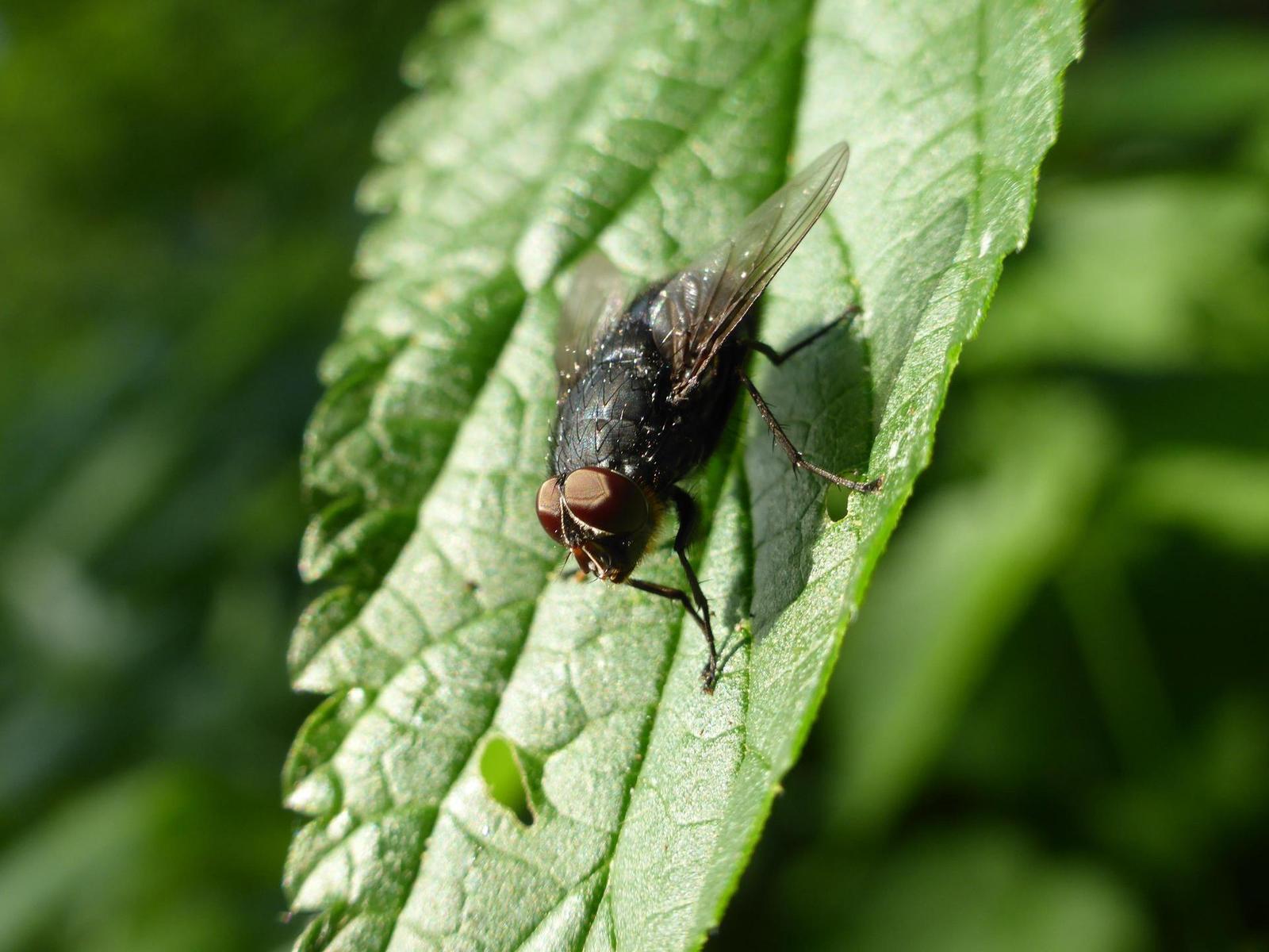 Panasonic Lumix TZ35 a TZ40: o čtyři více