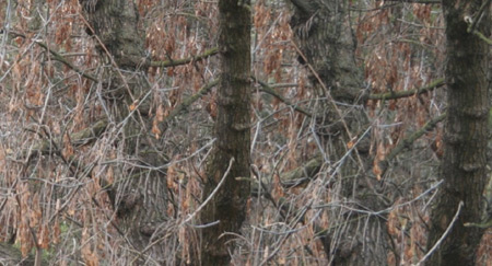 Srovnání 2 objektivů: profesionální Sigma vs. setový Canon