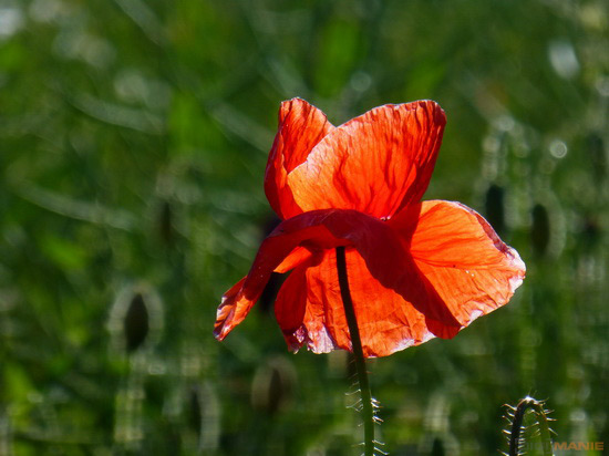 Panasonic Lumix TZ30: pokračovatel slavného rodu?