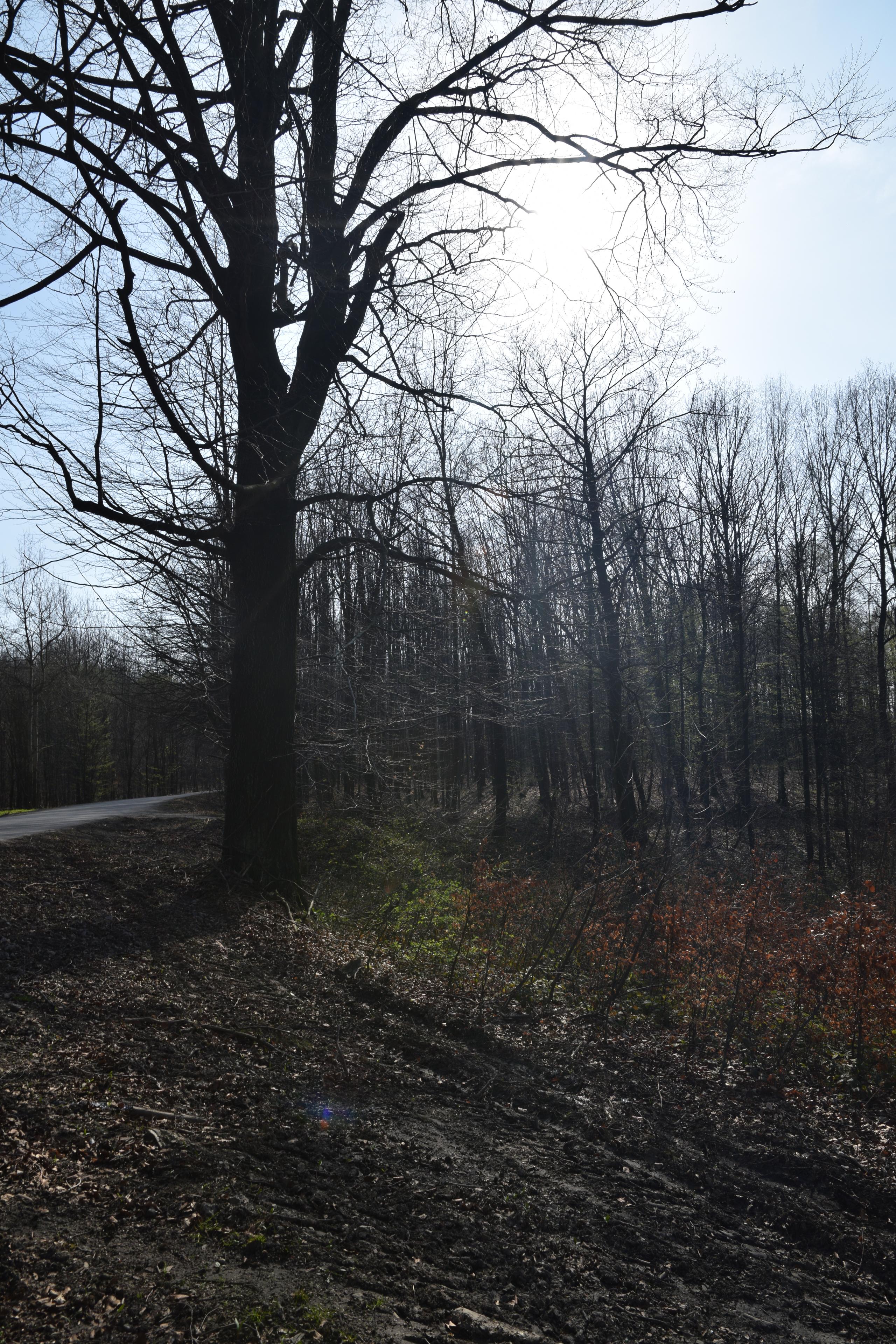 Nikon AF-S DX NIKKOR 16-85mm f/3.5-5.6G ED VR