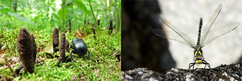 FotoVýzva - 4. kolo Říše zvířat: poslední den