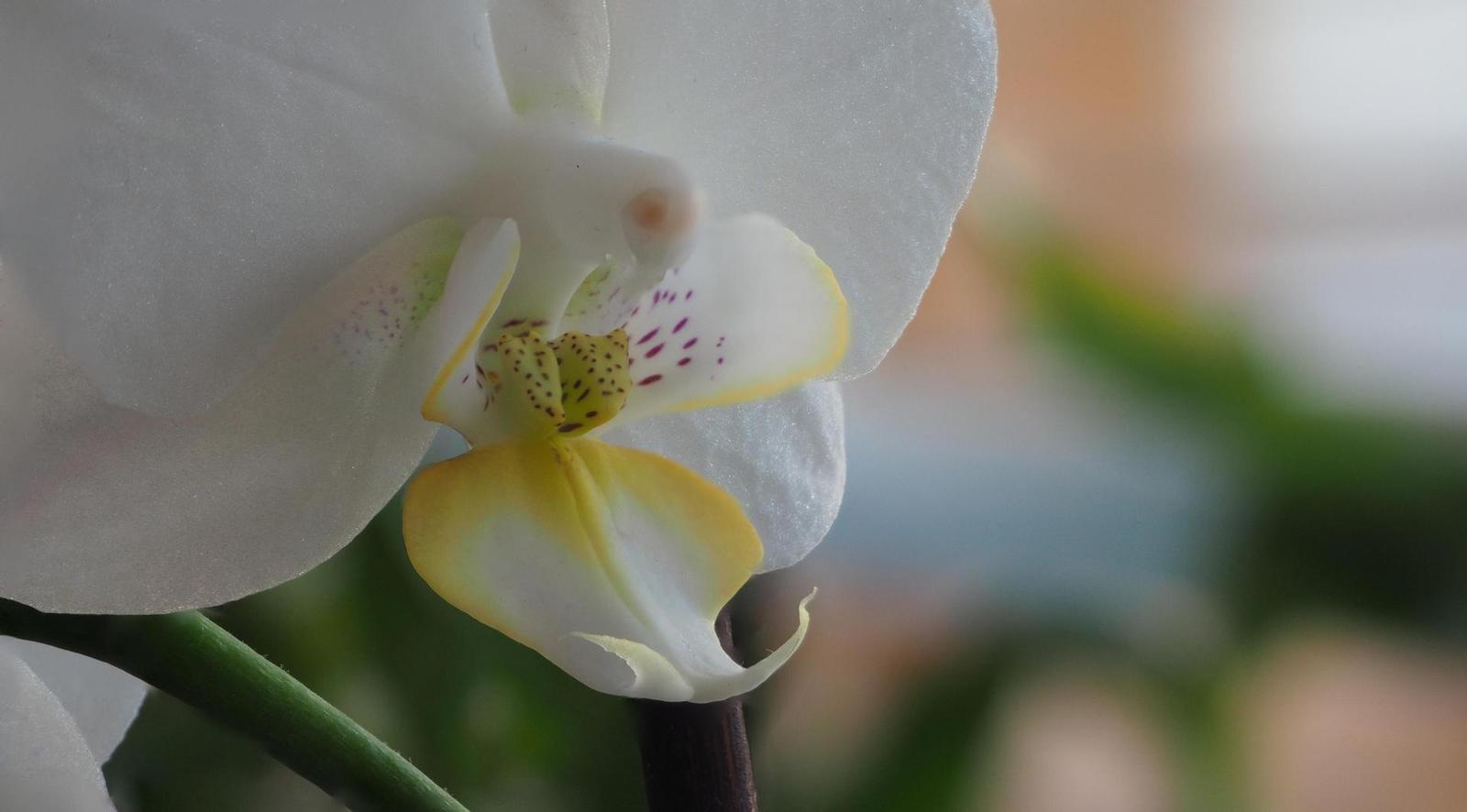 Olympus OM-D E-M10 Mark II: podařené retro