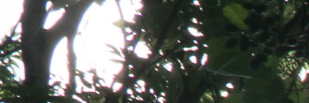 Sony E PZ 18-105mm F4 G OSS (SELP18105G)