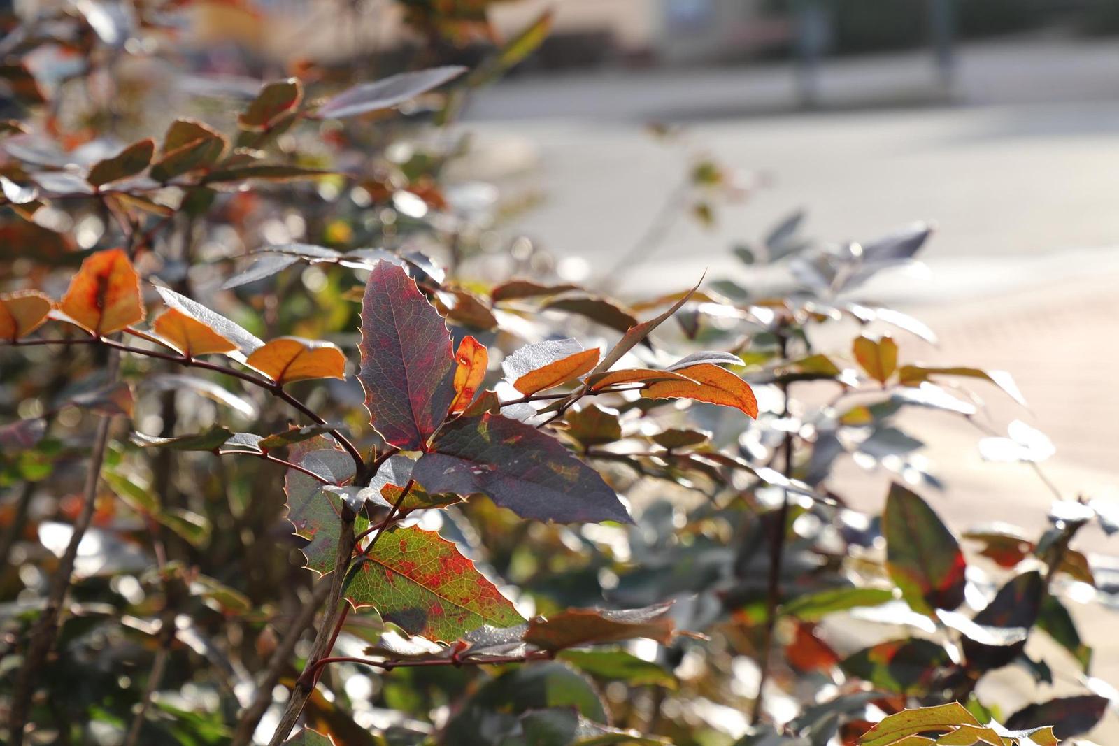 Canon EOS 6D Mark II: vylepšený full frame základ