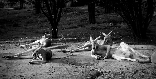 FotoVýzva - 4. kolo Říše zvířat: poslední den