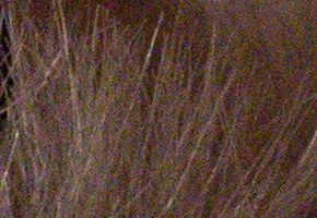 Sony SLT-A77: megapixelový přeborník