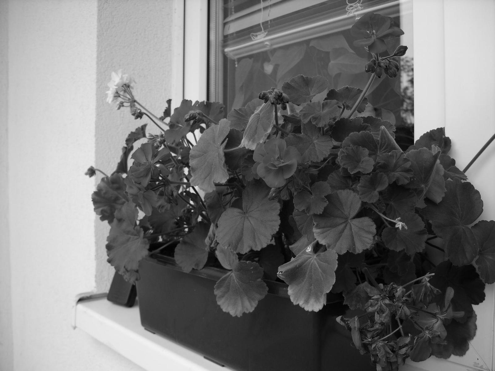 Retro krasavec Samsung Digimax L85