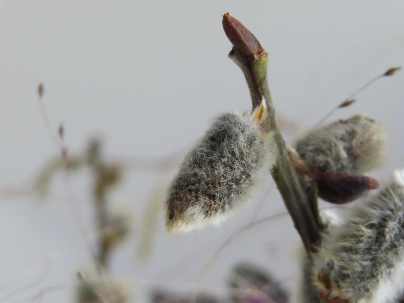 Canon PowerShot SX740 HS: bytelný univerzál