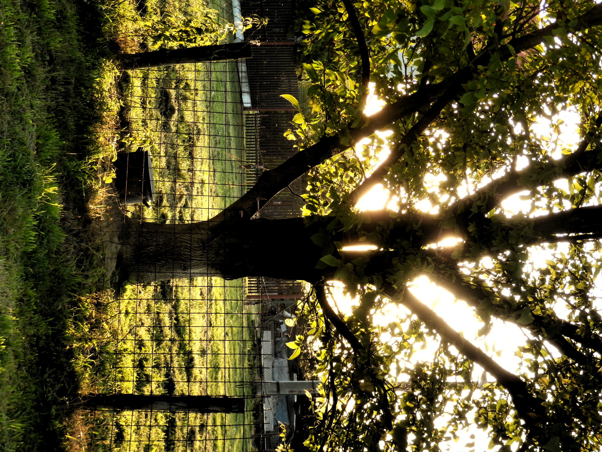 Olympus SZ-31MR: makroborec