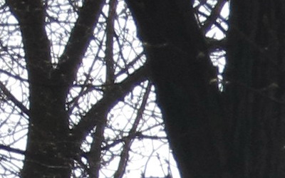 Canon PowerShot SX130 IS: levný všeuměl