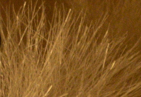 Nikon D5300: bezdrátový DSLR turista