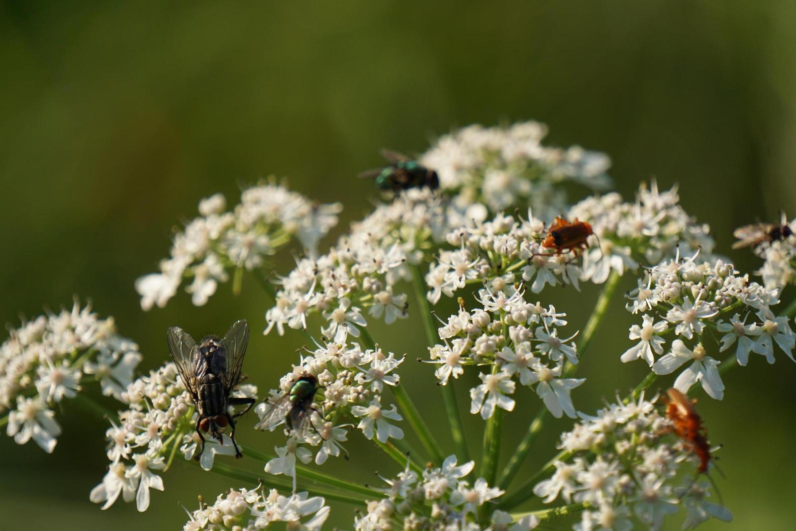 Sony E 55-210mm F4.5-6.3 OSS (SEL55210)