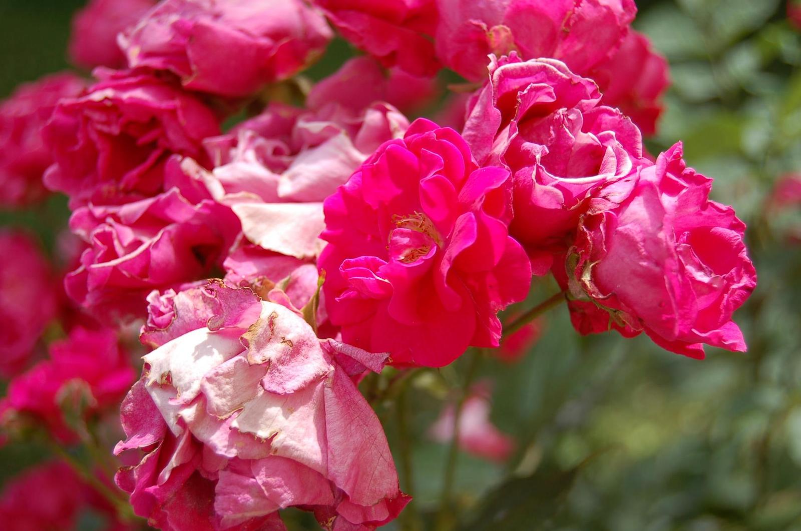 Nikon D50: zrcadlovka pro amatéry