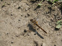 Canon PowerShot S2 IS: dvanáctinásobné oko Canonovo