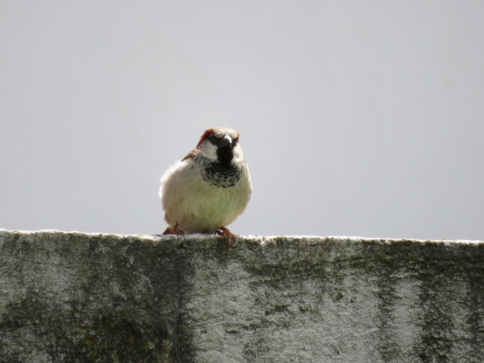 Canon PowerShot SX720 HS: kapesní šmírování