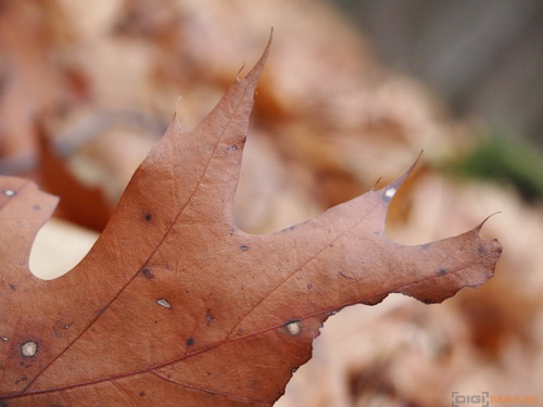 Olympus M.Zuiko Digital 14-42mm 1:3,5-5,6 II R