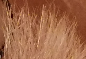 BenQ GH600 a GH700: levné překvapení