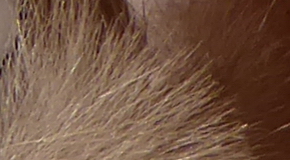 Panasonic Lumix TZ70: krůček k profi ultrazoomu