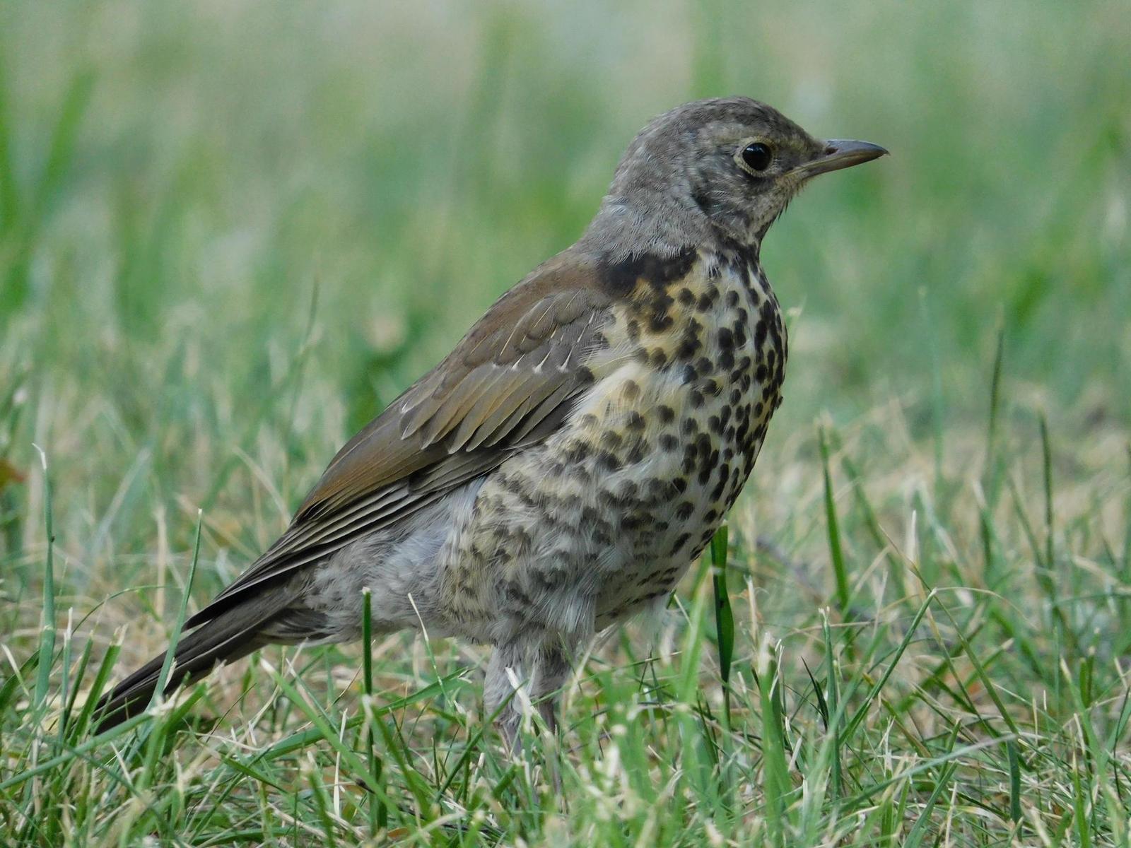 Nikon Coolpix B600: kamarád do přírody