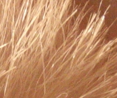 Canon EOS 550D: třídní premiant