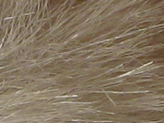 Canon PowerShot SX130 IS: levný všeuměl