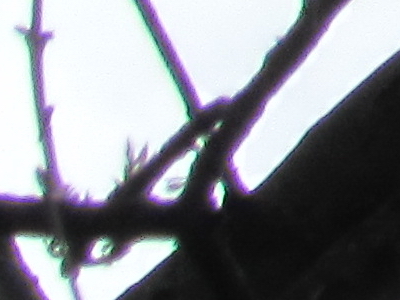 Canon PowerShot SX210 IS: s překvapivou zbraní