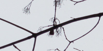 Nikon AF-S NIKKOR DX 55-300mm 1:4.5-5.6G ED VR