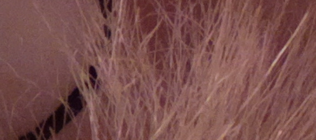 Nokia Lumia 1020 vs. 808 PureView