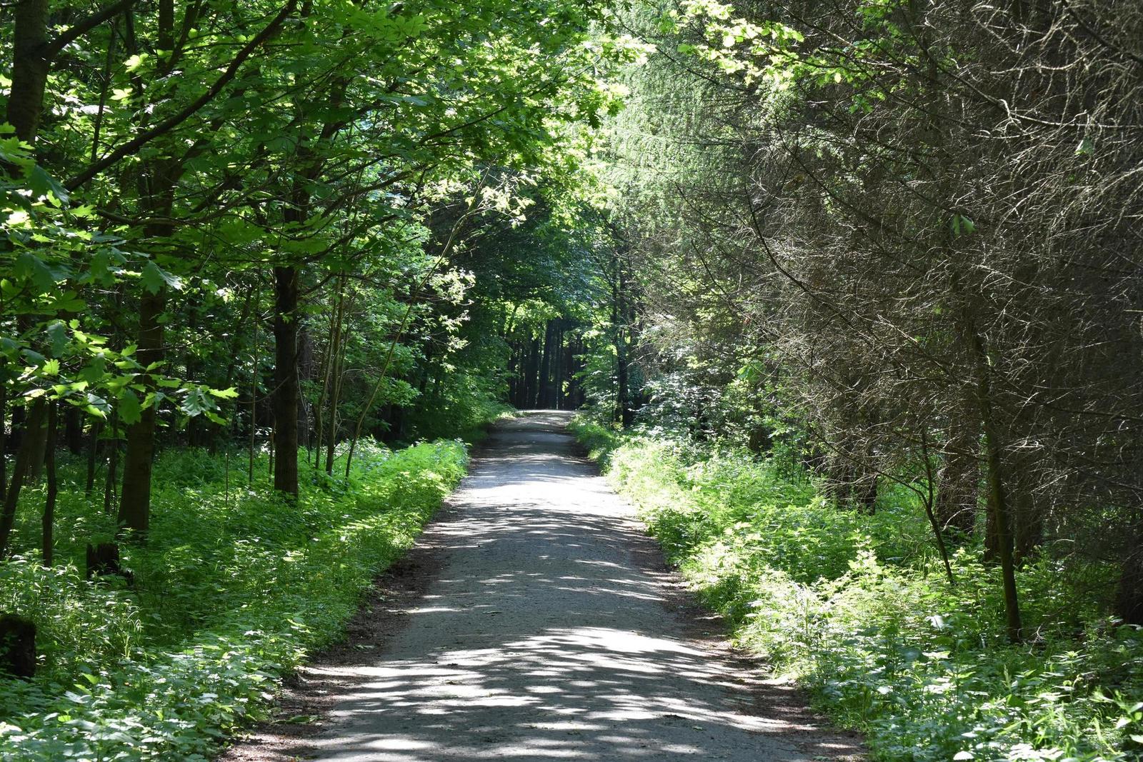 Tamron SP AF 60mm f/2.0 Di II LD [IF] Macro