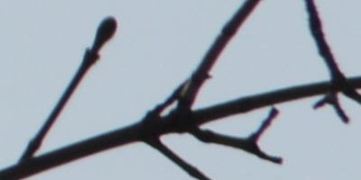 Nikon AF-S NIKKOR DX 55-300mm 1:4.5-5.6G ED VR