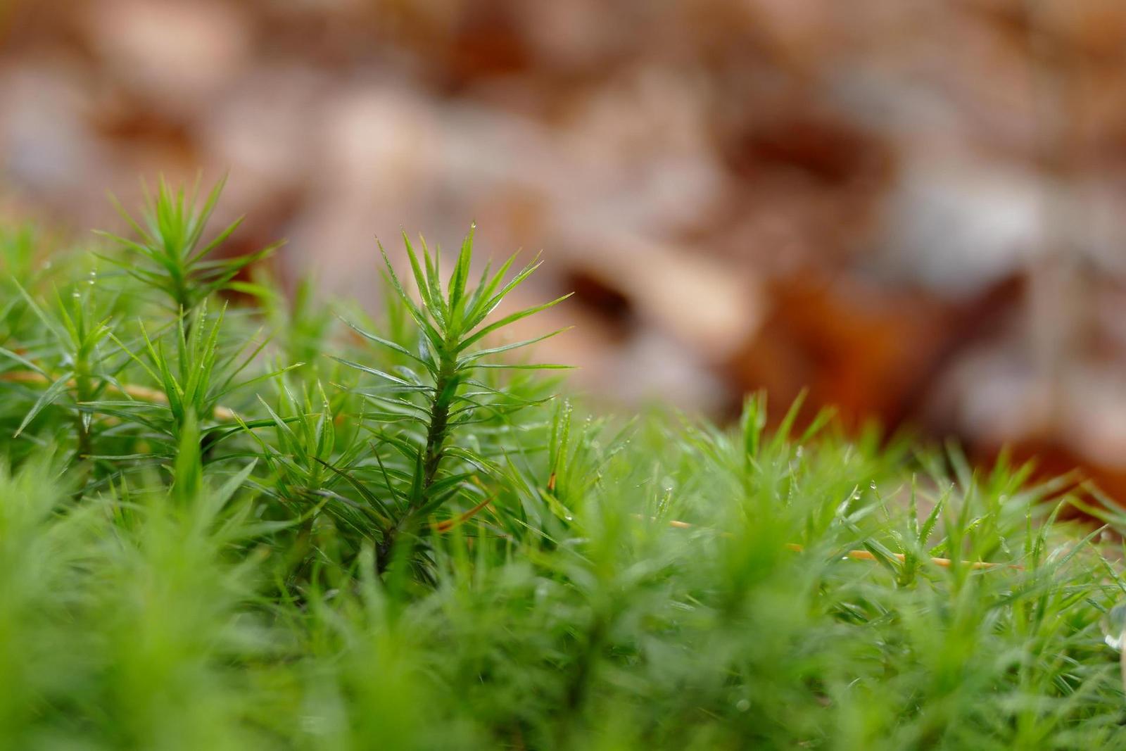 Panasonic Lumix FZ1000: legenda je zpátky