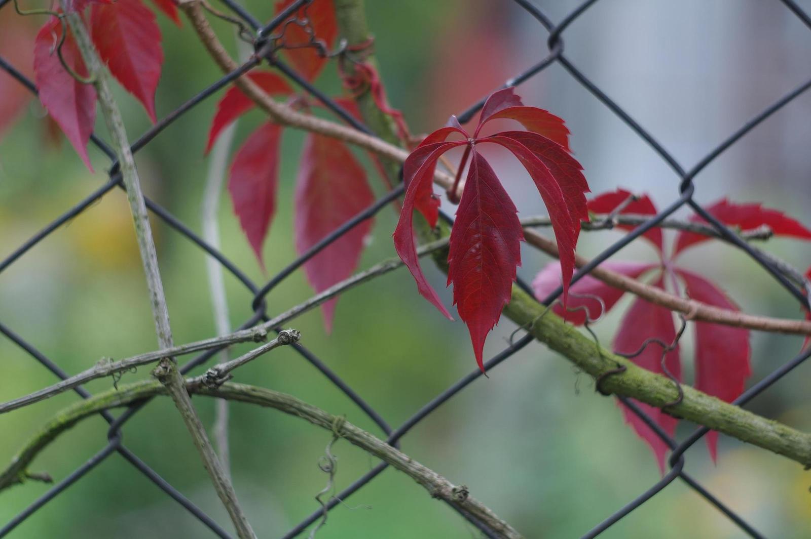 Helios-44M 58mm F2.0 (M42)