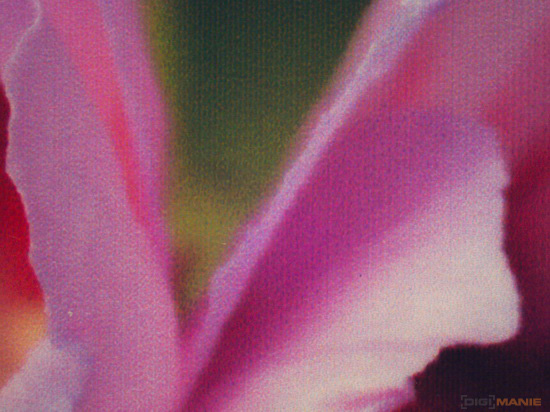 Epson L800: Fotky téměř "zadarmo"