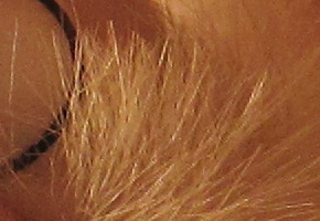 Canon PowerShot SX500 IS: fotící stroj času