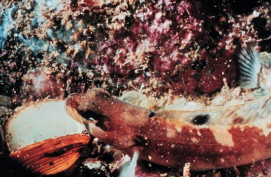 Tip Digimanie pro 42. týden roku 2005 - Web NURP