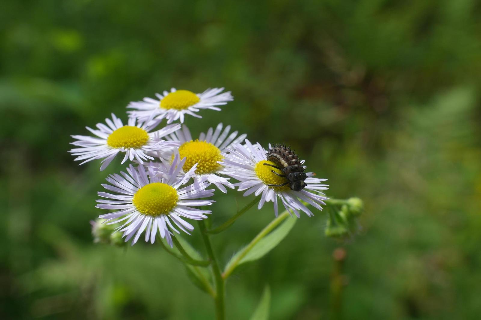 Canon FL 35mm 1:2.5 (FL/FD)