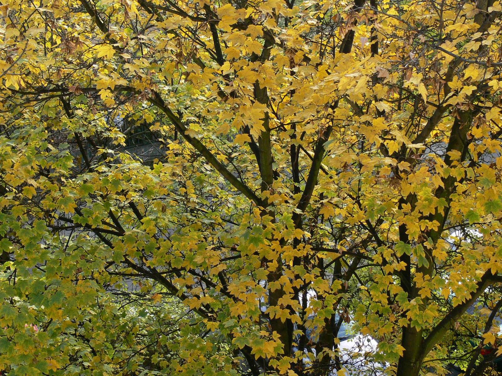 FZ30: Osm milionů za dlouhým sklem