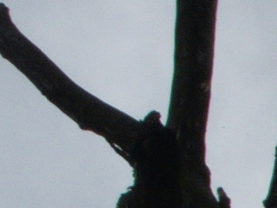 Canon PowerShot S90: malý zázrak