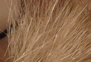 Canon PowerShot G1 X: vnitřní revoluce