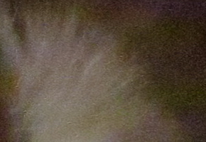 Canon PowerShot SX50 HS: překvapivá kombinace