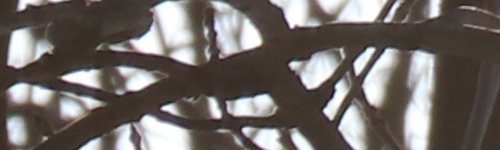 Canon EF-S 18-135mm f/3.5-5.6 IS Nano USM