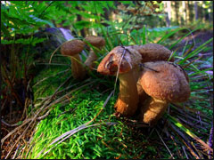 Metodika testování termosublimačních fototiskáren